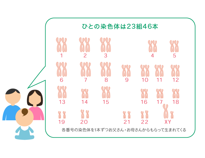 ひとの染色体は23組46本