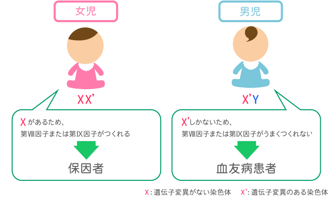 女児　Xがあるため、第Ⅷ因子または第Ⅸ因子がつくれる　保因者 男児　X’しかないため、第Ⅷ因子または第Ⅸ因子がうまくつくれない　血友病患者