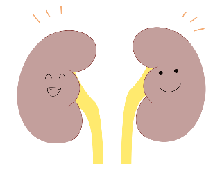 腎臓のイメージ