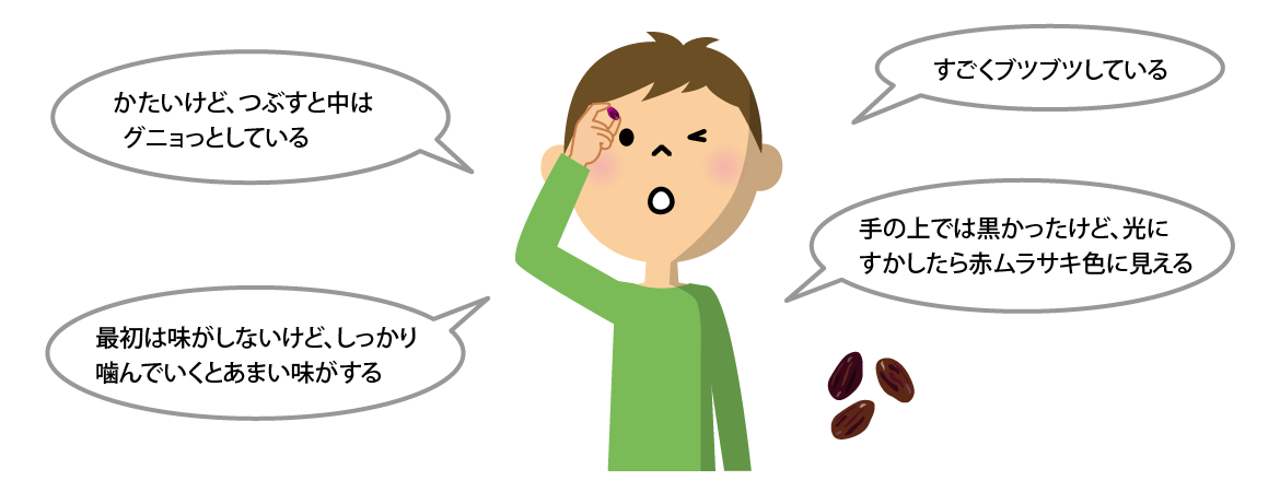 レーズンを観察している子どものイラスト