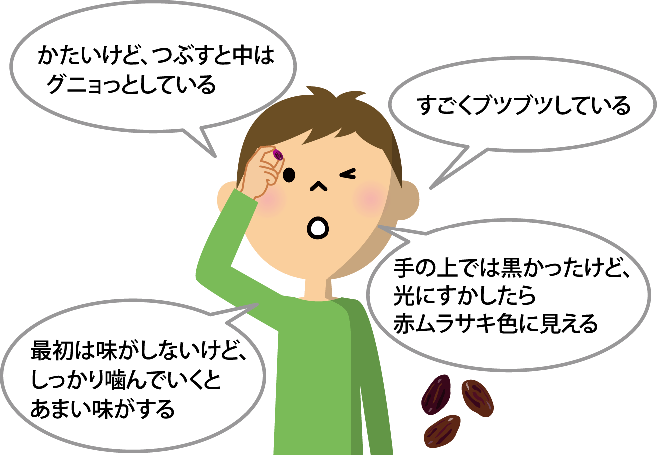 レーズンを観察している子どものイラスト